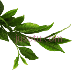 茶叶PNG