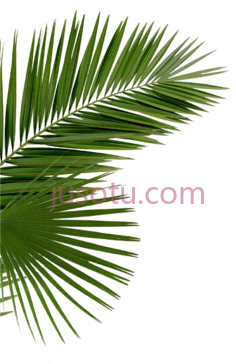 棕榈树叶PNG