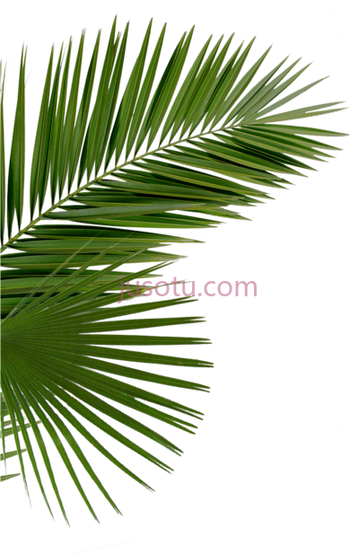 棕榈树叶,palms tree leaves PNG