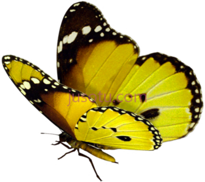 蝴蝶,beautiful flying PNG