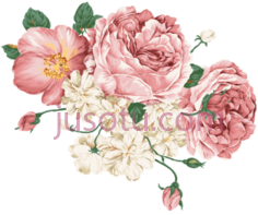 牡丹花, PNG