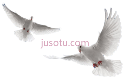 白鸽,holy spirit white doves flying PNG