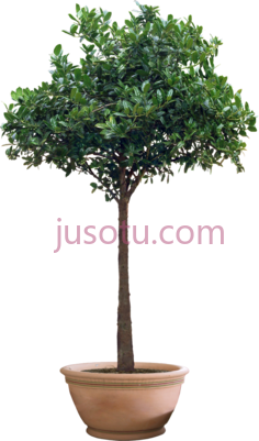 花盆植物PNG