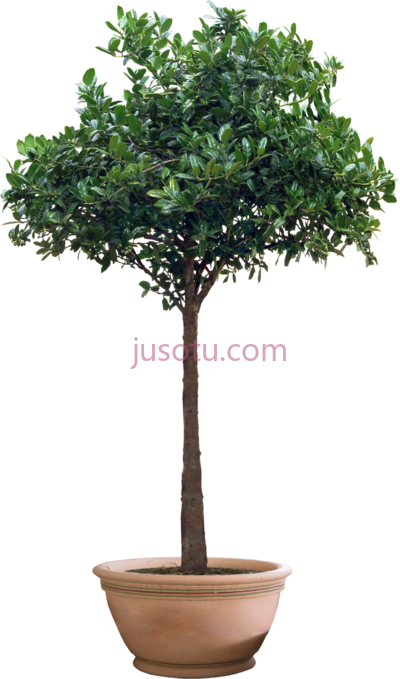 花盆植物,icons pot plant PNG