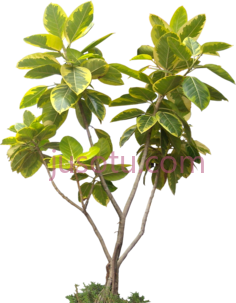 热带植物树木, PNG