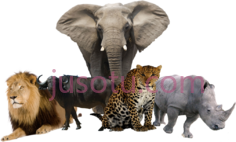 水牛狮子大象PNG