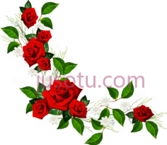 玫瑰边红花,框架 PNG