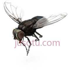 苍蝇PNG