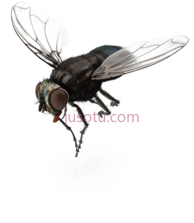 苍蝇,fly house PNG