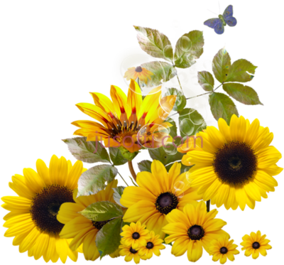 向日葵,pin by trisna on sun border PNG