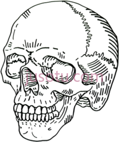 颅骨PNG