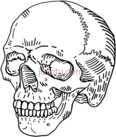 颅骨,skull PNG