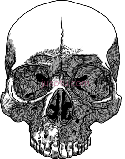 头骨,drawn skull PNG