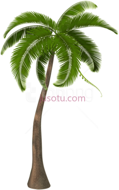 棕榈树木,beautiful palm PNG