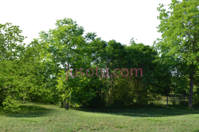 森林,forest PNG