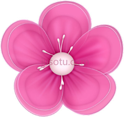 玫瑰粉自然花朵,flor rosa pink nature beautiful flowers PNG