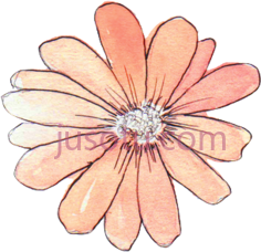 水彩画,花 PNG