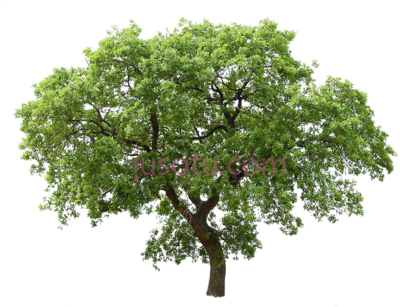 树,tree PNG