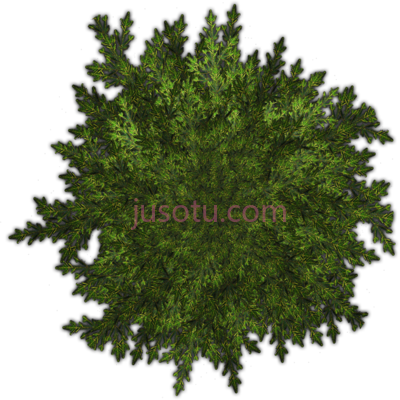 树,trees PNG
