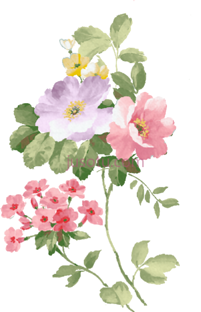 玫瑰水彩画,rosas vintage flores acuarela PNG