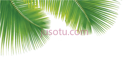 棕榈叶,palm leaves PNG