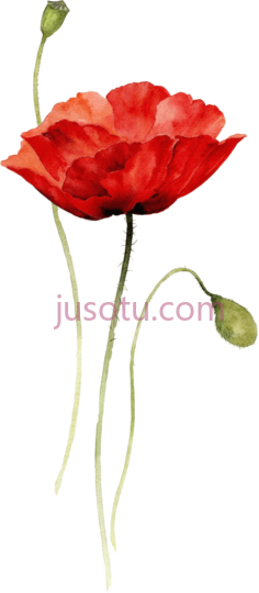 红罂粟,color PNG
