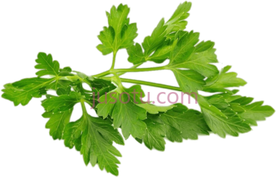 香菜叶,chervil bunch parsley PNG