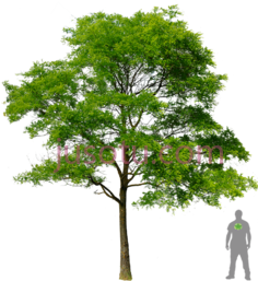 树木PNG