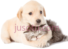 猫狗PNG