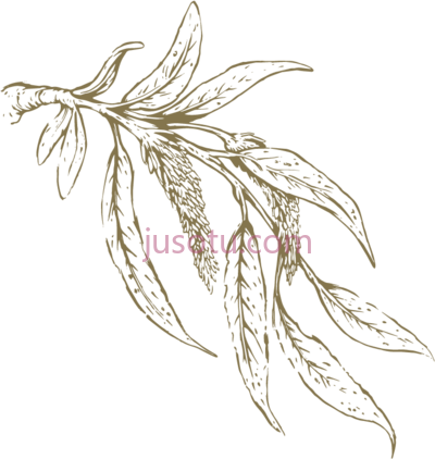 柳叶,willow leaf white bark leaves PNG