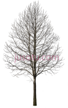 冬季树木,tree PNG