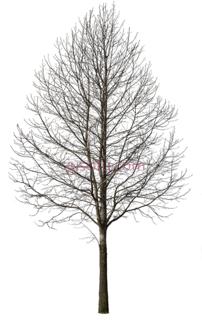 冬季树木,deciduous winter i cut out PNG
