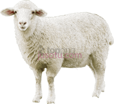 羊,sheep PNG