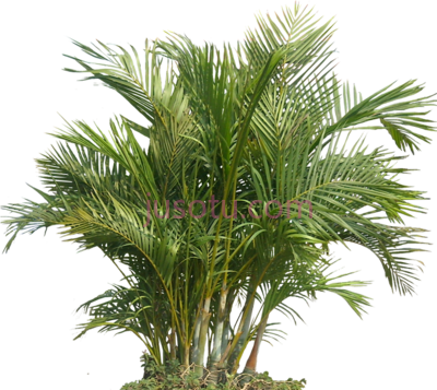 棕榈树木,palm plant areca icons PNG