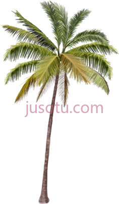 棕榈树,植物,植被,草木 PNG
