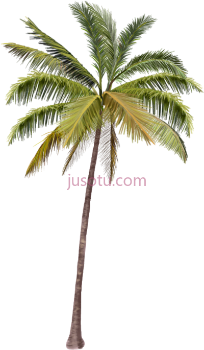 棕榈树,palmeras coconut tree PNG