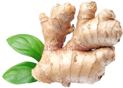 生姜,ginger PNG