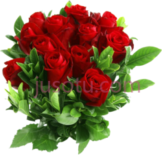 红色花朵玫瑰,rose PNG