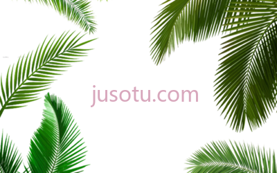 棕榈叶,palm leaf PNG