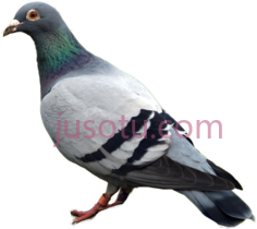 鸽子PNG