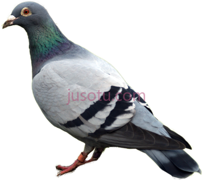 鸽子,pigeon bird PNG