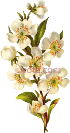 花,flower PNG
