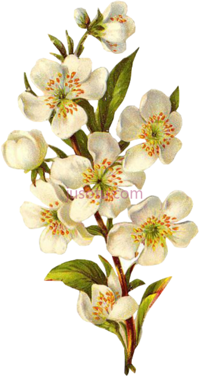 花,vintage PNG