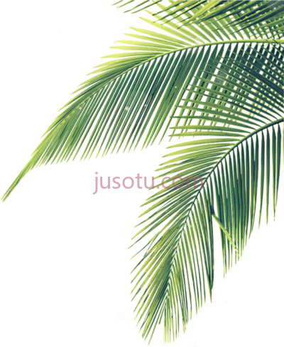 棕榈枝叶,palm branches tree leaf PNG