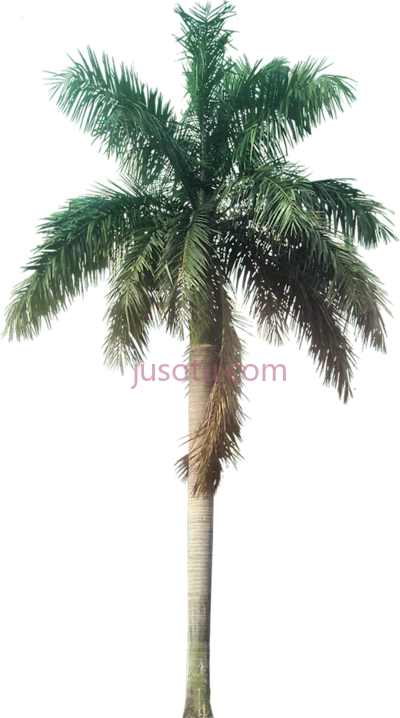 热带植物棕榈树,tropical plant palm trees PNG