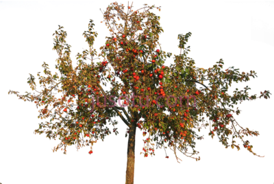 秋天苹果,apple in autumn PNG