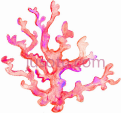 珊瑚PNG
