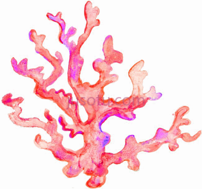 珊瑚,coral cartoon PNG