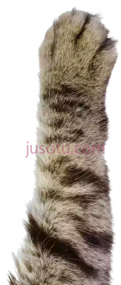 猫爪PNG