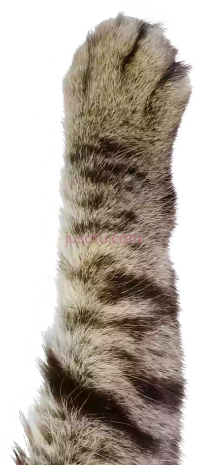 猫爪,cat paw PNG